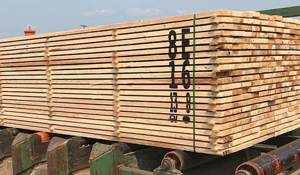 Green Lumber Marking on conveyor outfeed